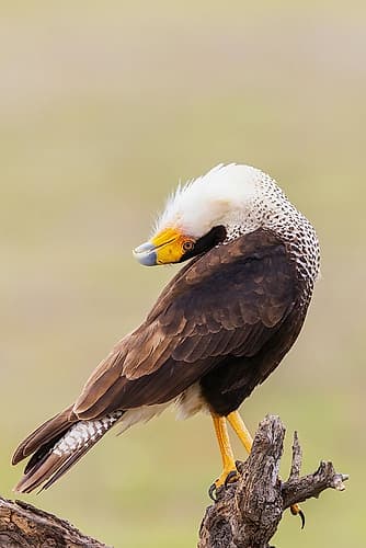 USA-South Texas Laguna Seca-crested caracara display Art Print